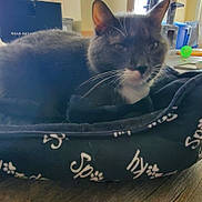 Pepper is registered to the contest to win money with this photo: blanket, blue_blanket, cardboard_box, cat, cozy, floor, green_ball, home, household_items, indoor, light, pet_bed, plastic_container, relaxing, scratching_post, sunlight, toys, tuxedo_cat, window, wooden_floor
