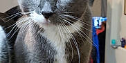 Pepper joined the competition — help win amazing prizes! abyssinian, adult, animal, cat, computerhardware, electronics, hardware, hardwood, head, indoors, kitten, male, man, manx, monitor, person, pet, plywood, screen, wood