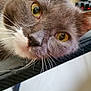 blurred_background, cable, cat, close_up, computer_monitor, curious, domestic_animal, electronics, face, feline, gray_fur, head, home_office, indoor, pet, resting, table_edge, whiskers, white_whiskers, yellow_eyes