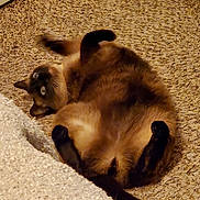 Saphir joined the competition — help win amazing prizes! animal, carpet, cat, cozy, curious, domestic, ears, feline, floor, fur, home, indoor, looking, lying_down, paws, pet, relaxed, siamese_cat, tail, whiskers