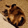 animal, carpet, cat, cozy, curious, domestic, ears, feline, floor, fur, home, indoor, looking, lying_down, paws, pet, relaxed, siamese_cat, tail, whiskers