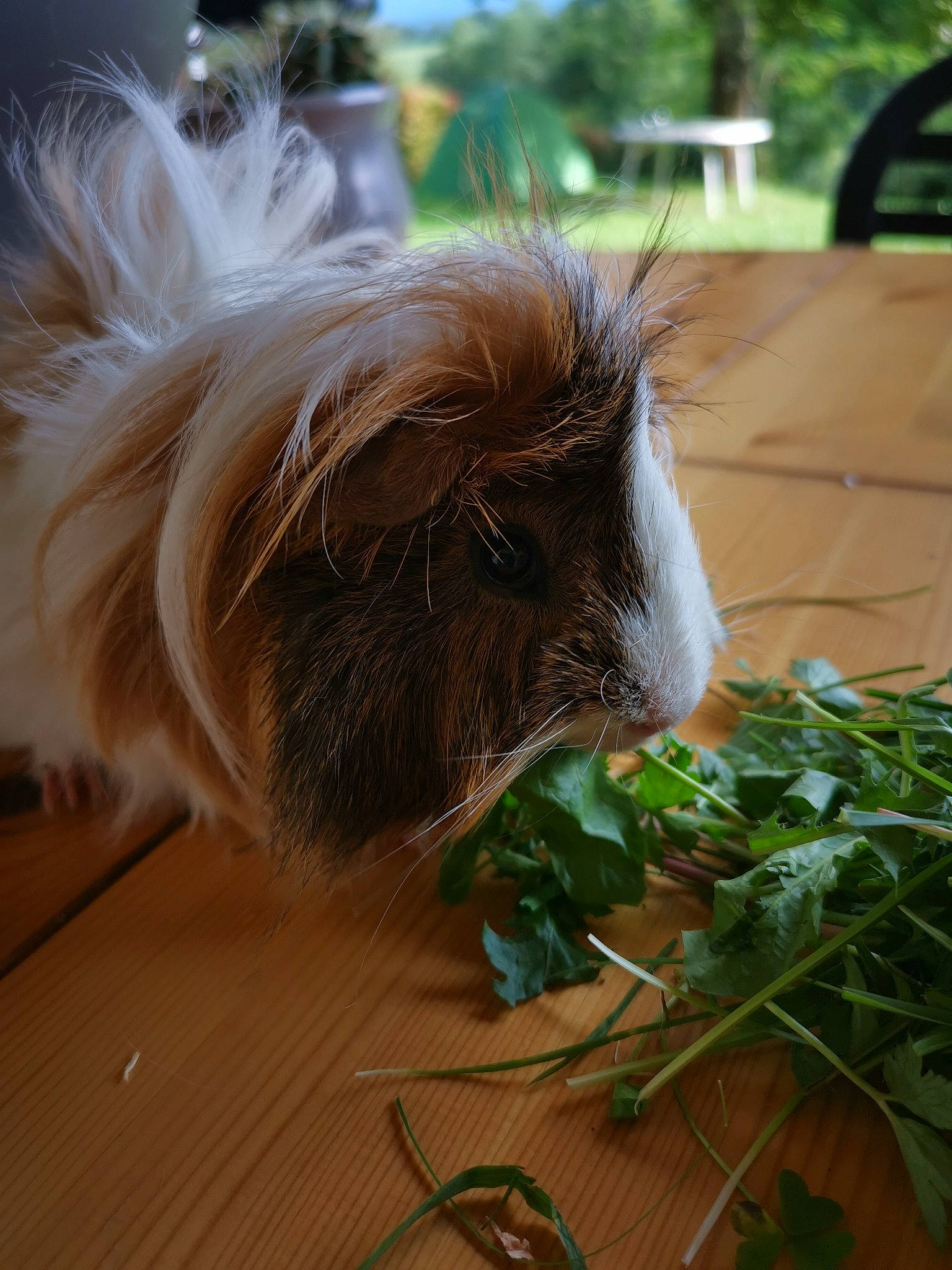 Crocmou a rejoint le concours — aidez-le/la à gagner de superbes lots ! angora_rabbit, fawn, grass, guinea_pig, plant, rabbits_and_hares, rodent, whiskers