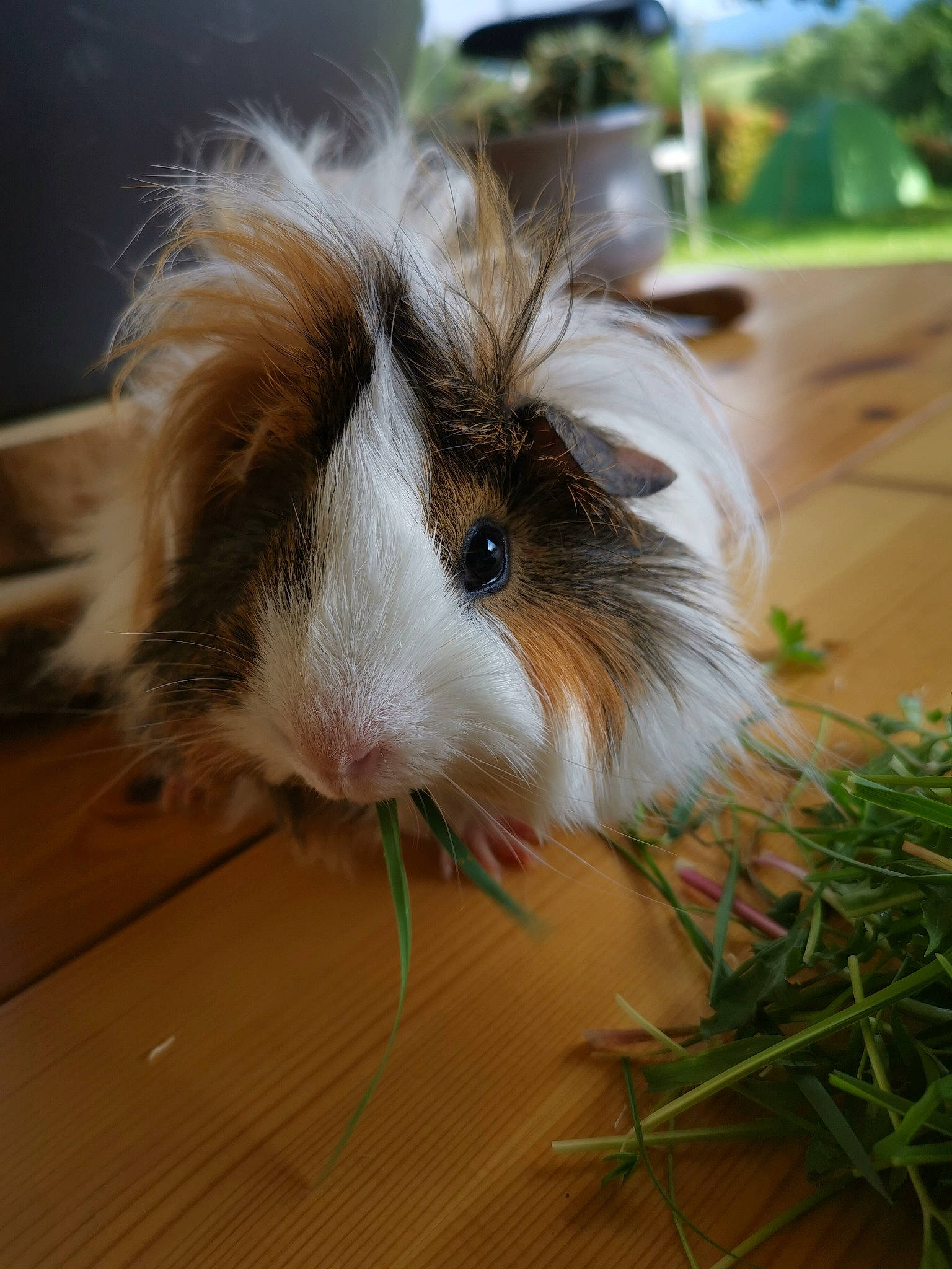 Crocmou participe au concours pour gagner de l'argent avec cette photo : domestic_rabbit, fawn, grass, guinea_pig, organism, rabbit, rabbits_and_hares, rodent, snout, whiskers
