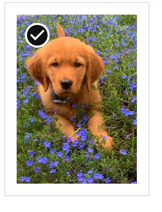 Rudy joined the competition — help win amazing prizes! canidae, carnivore, companion_dog, dog, dog_breed, electric_blue, fawn, flower, flowering_plant, font, grass, liver, pattern, petal, plant, rectangle, sporting_group, violet, wood, working_animal