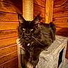 Osborne joined the competition — help win amazing prizes! black_cat, cat, feline, pet, indoor, wooden_wall, cat_tree, fur, animal, whiskers, ears, yellow_eyes, relaxed, portrait, house_pet, cozy, scratching_post, wood, furniture, mammal