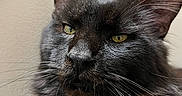 Osborne is registered to the contest to win money with this photo: cat, black_cat, pet, feline, animal, whiskers, ears, fur, close_up, portrait, yellow_eyes, indoor, domestic_animal, face, muzzle, calm, soft_light, texture, fluffy, alert