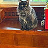 Osborne is registered to the contest to win money with this photo: cat, maine_coon, black_cat, yellow_eyes, fluffy_fur, wooden_bench, window, indoor, pet, animal, feline, looking, sitting, house, domestic, fur, portrait, bright, daylight, home