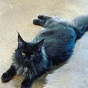 Osborne joined the competition — help win amazing prizes! cat, black_cat, fluffy_fur, lying_down, yellow_eyes, pet, animal, indoor, floor, relaxed, feline, whiskers, ears, tail, looking_at_camera, mammal, domestic_cat, fur_texture, alert, resting
