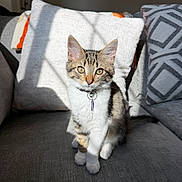Dutchess is registered to the contest to win money with this photo: cat, kitten, tabby, collar, pet, indoor, couch, pillow, sunlight, shadow, feline, cute, animal, domestic, young, sitting, whiskers, ears, eyes, fur