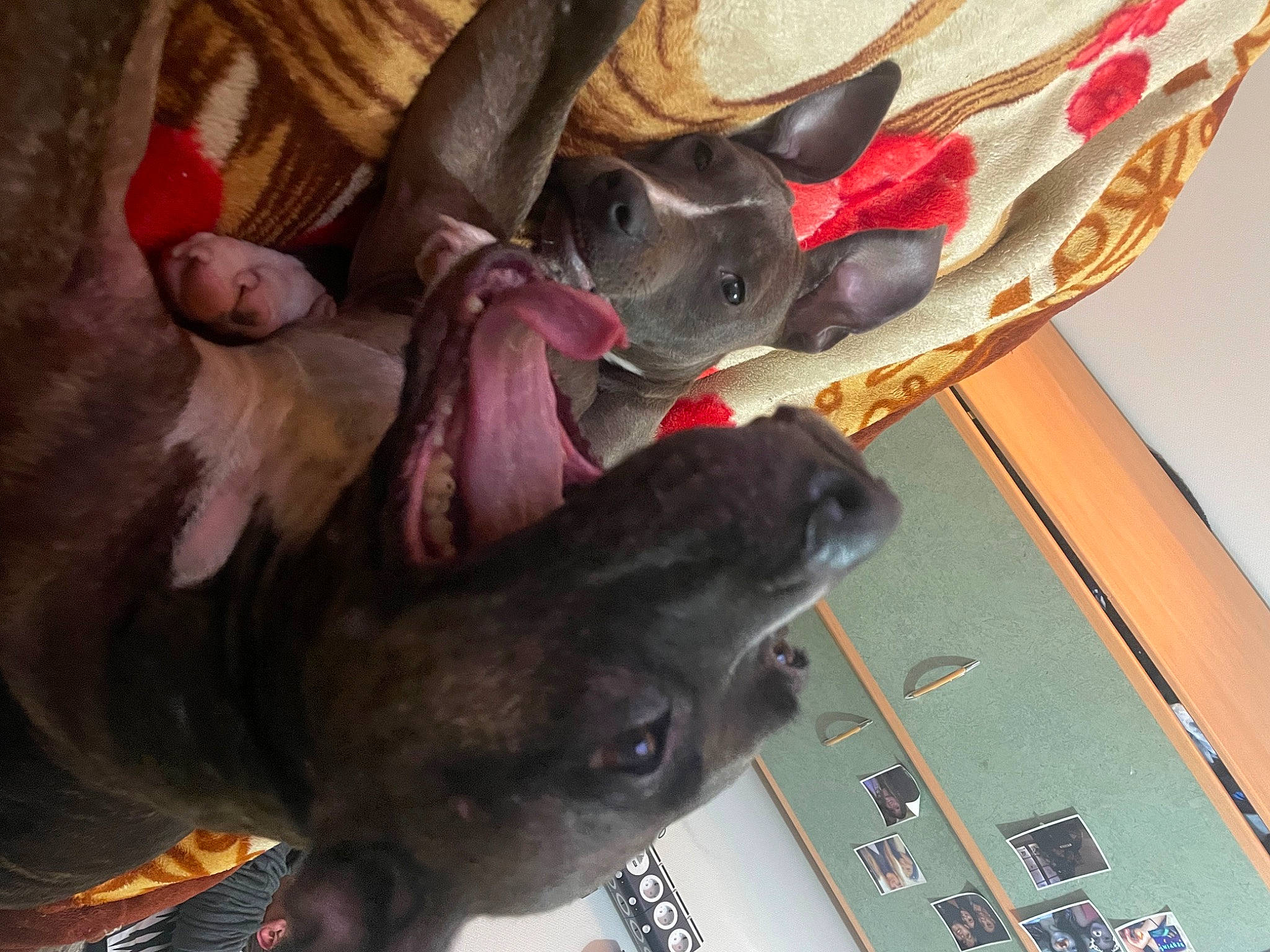 Kana a rejoint le concours — aidez-le/la à gagner de superbes lots ! canidae, carmine, carnivore, collar, comfort, companion_dog, dog, dog_breed, fawn, grey, guard_dog, hardwood, liver, non_sporting_group, pet_supply, sporting_group, tail, visual_arts, wood, working_animal