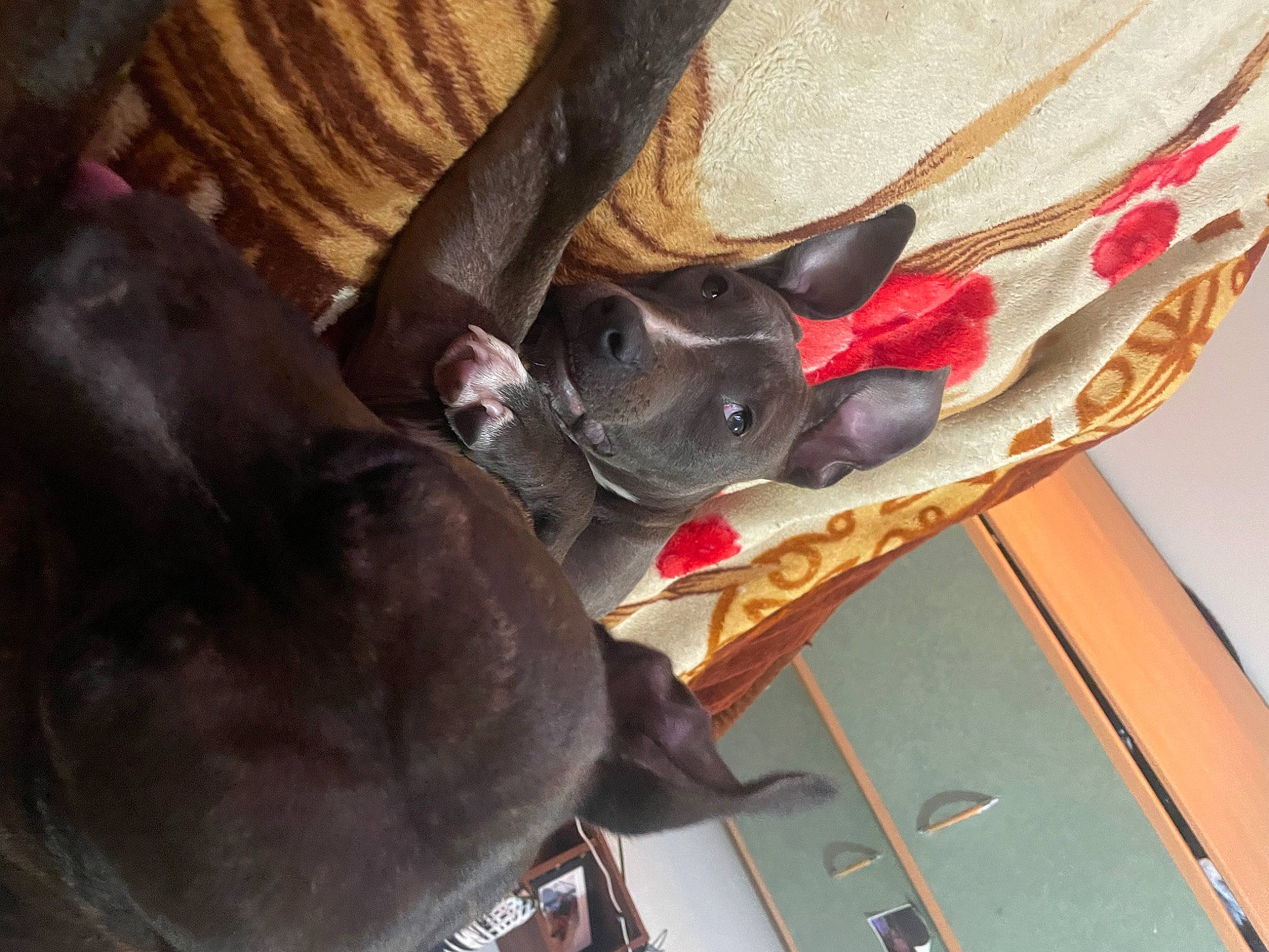 Kana a rejoint le concours — aidez-le/la à gagner de superbes lots ! canidae, carmine, carnivore, collar, comfort, companion_dog, dog, dog_breed, fashion_accessory, fawn, felidae, fur, hardwood, liver, non_sporting_group, pet_supply, small_to_medium_sized_cats, sporting_group, wood, working_animal