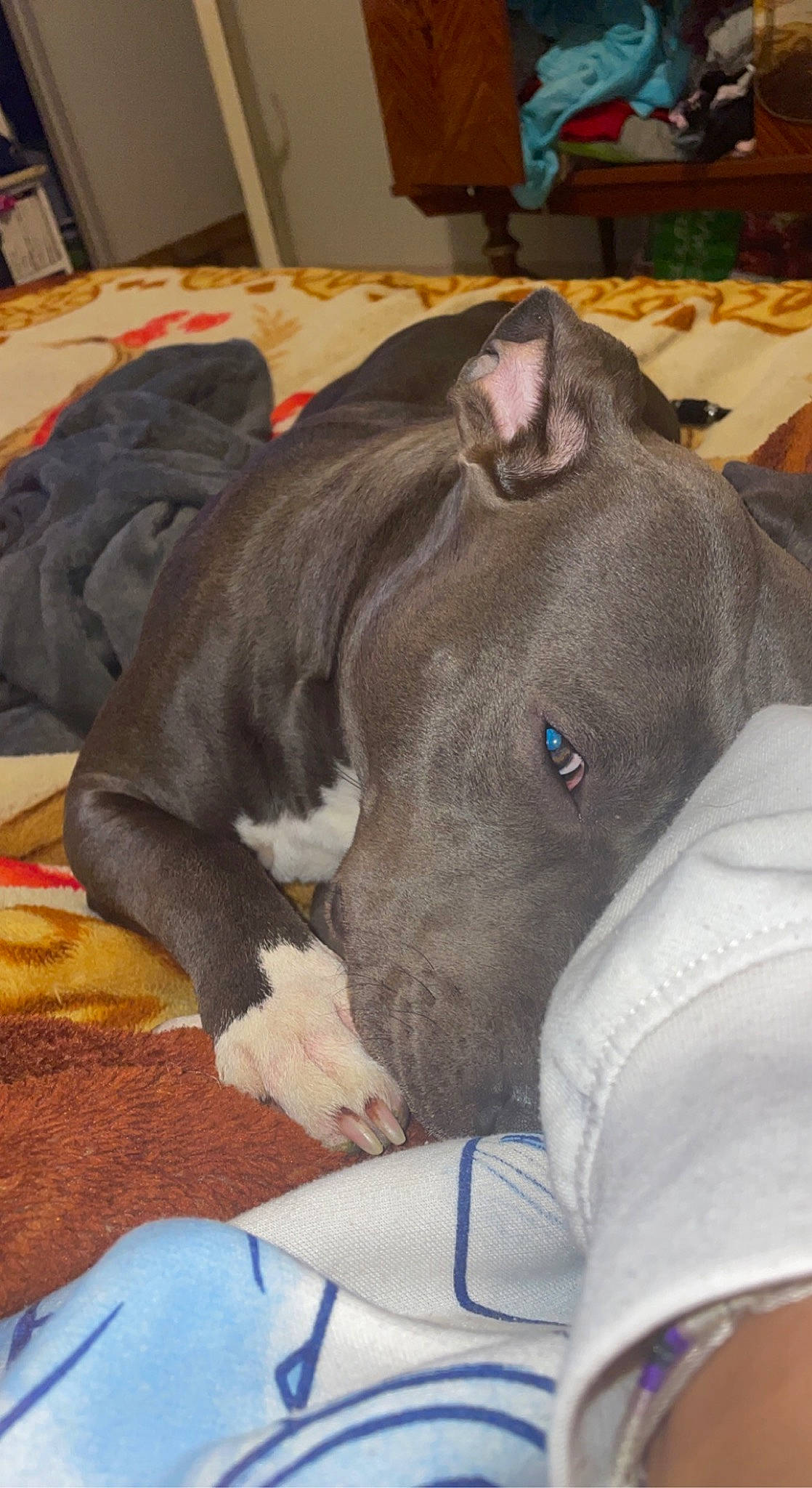 Kana participe au concours pour gagner de l'argent avec cette photo : blue, canidae, carnivore, collar, comfort, companion_dog, dog, dog_breed, dog_supply, ear, fawn, guard_dog, liver, pet_supply, rampur_greyhound, snout, sporting_group, terrestrial_animal, whiskers, working_animal