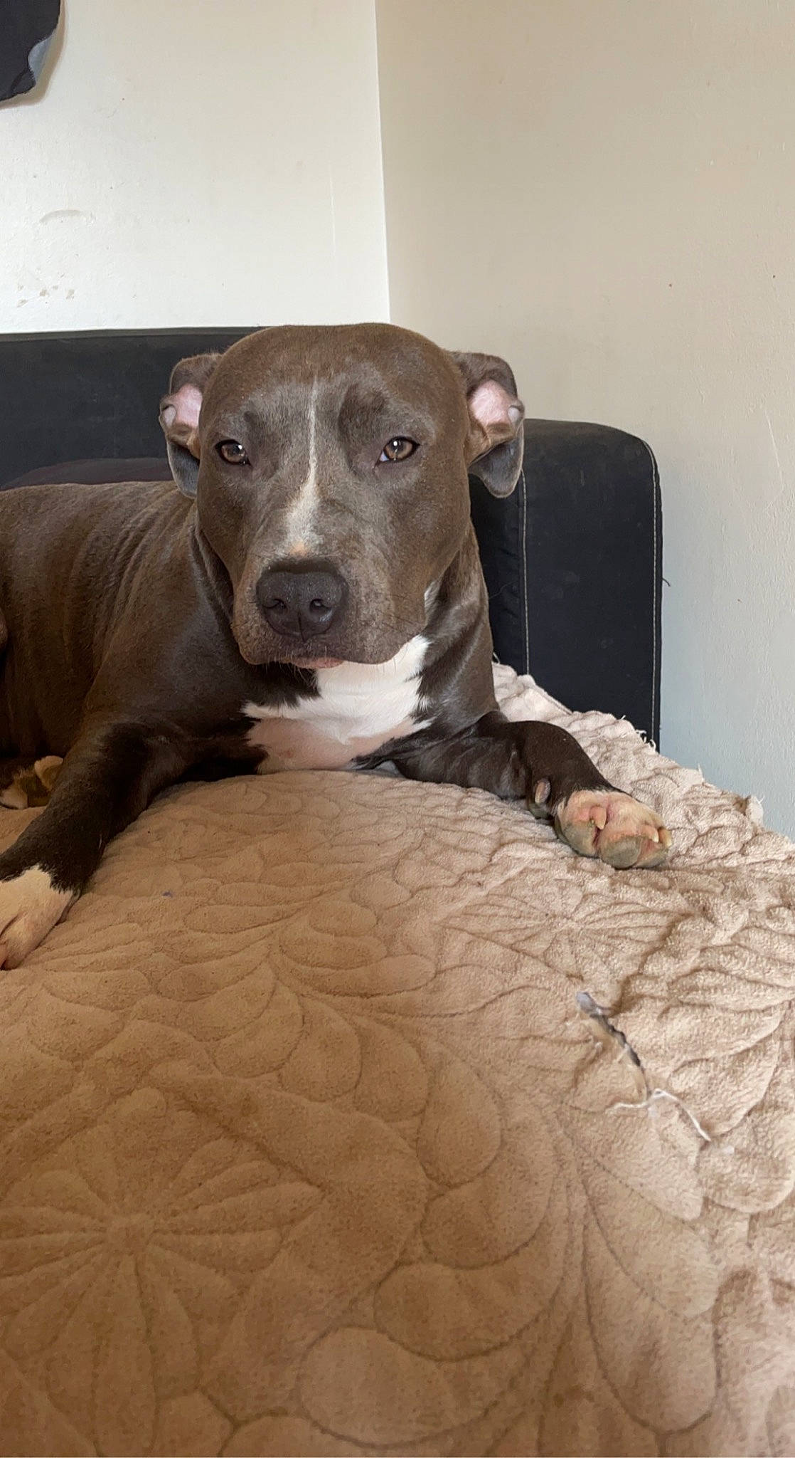 Kana participe au concours pour gagner de l'argent avec cette photo : canidae, carnivore, collar, comfort, companion_dog, dog, dog_breed, dog_supply, fawn, hardwood, liver, pet_supply, rampur_greyhound, sighthound, snout, sporting_group, terrestrial_animal, whiskers, wood, working_animal