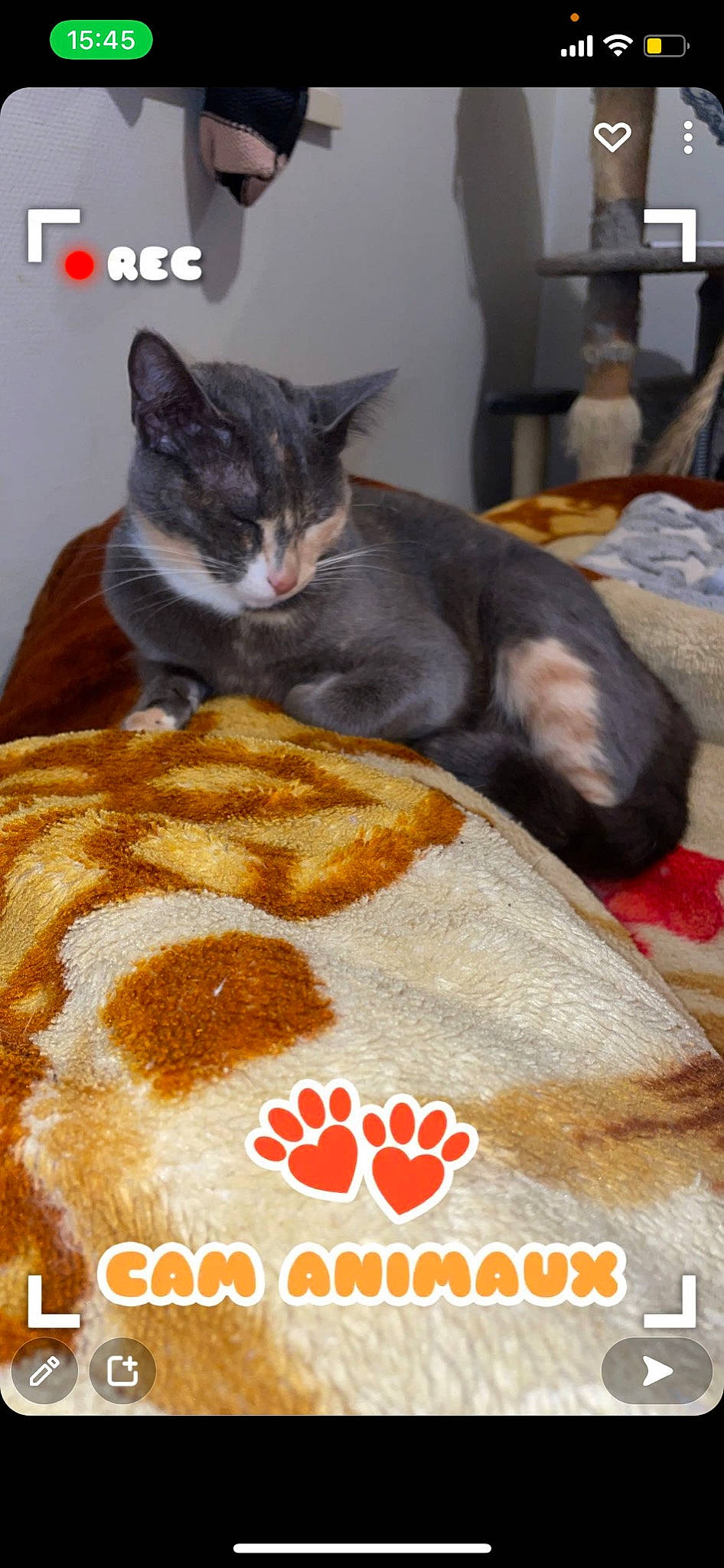 Kyra participe au concours pour gagner de l'argent avec cette photo : baked_goods, carnivore, cat, cat_supply, cooking, cuisine, dish, domestic_short_haired_cat, felidae, food, fur, ingredient, pet_food, pet_supply, powder, recipe, small_animal_food, small_to_medium_sized_cats, tail, whiskers