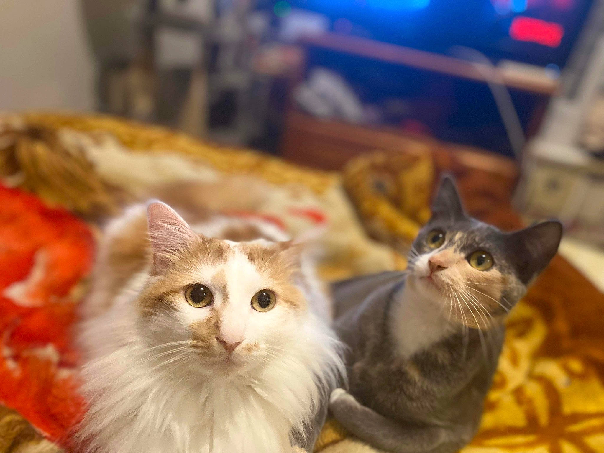 Kyra participe au concours pour gagner de l'argent avec cette photo : carnivore, cat, claw, domestic_short_haired_cat, fawn, felidae, fur, paw, plant, small_to_medium_sized_cats, snout, tail, whiskers, window, wood