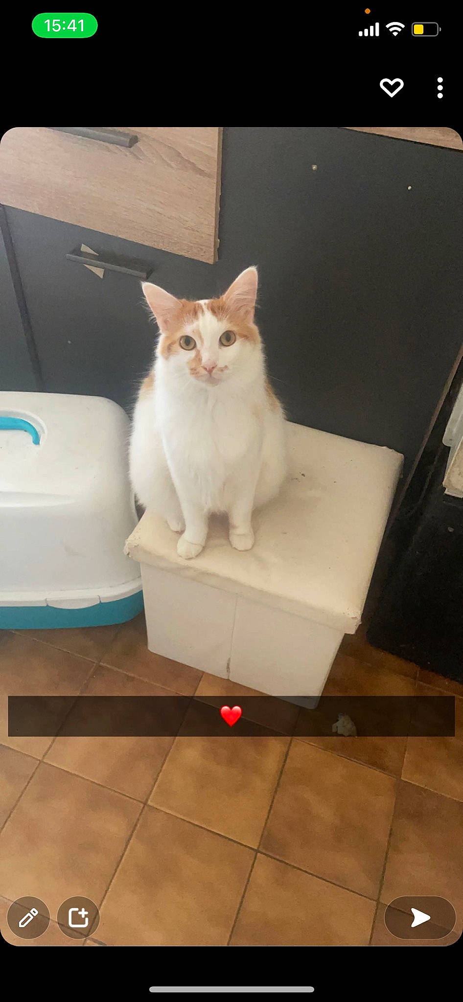 Opie a rejoint le concours — aidez-le/la à gagner de superbes lots ! box, carnivore, cat, domestic_short_haired_cat, fawn, felidae, floor, flooring, fur, gas, hardwood, household_supply, paw, pet_supply, room, small_to_medium_sized_cats, snout, tail, whiskers, wood