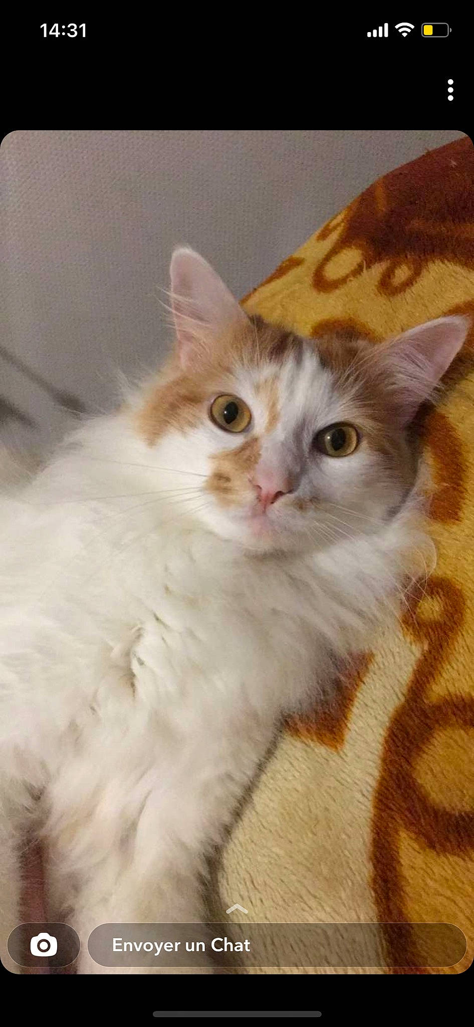 Opie a rejoint le concours — aidez-le/la à gagner de superbes lots ! carnivore, cat, claw, domestic_short_haired_cat, eye, fawn, felidae, fur, paw, small_to_medium_sized_cats, snout, tail, terrestrial_animal, whiskers, window