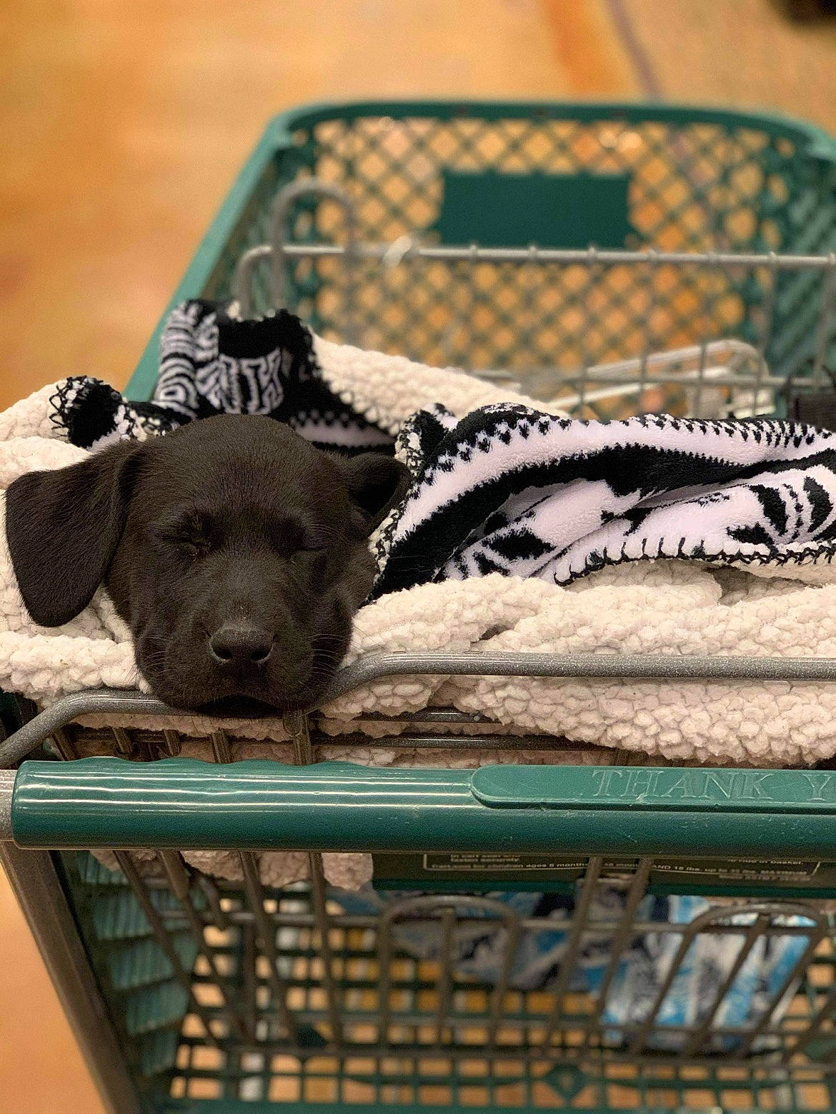 Deuce joined the competition — help win amazing prizes! animal_shelter, basket, cage, canidae, carnivore, companion_dog, dog, dog_breed, fawn, mammal, mesh, metal, pattern, pet_supply, snout, sporting_group, suidae, terrestrial_animal, vertebrate, working_animal
