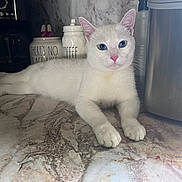 Daisy is registered to the contest to win money with this photo: cat, white_cat, blue_eyes, kitchen, countertop, marble_surface, coffee_jars, appliance, pet, animal, feline, domestic_cat, relaxed, indoor, lying_down, close_up, portrait, whiskers, pink_nose, ears