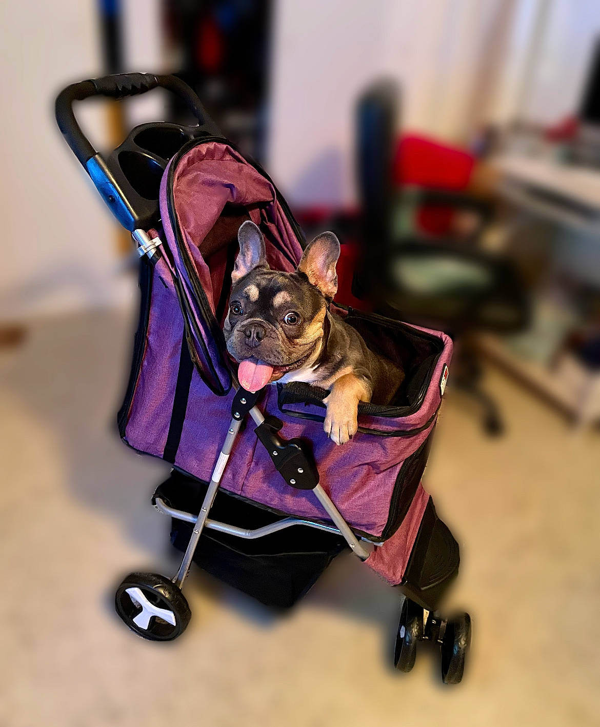 Kevin is registered to the contest to win money with this photo: baby_carriage, bag, bicycle_accessory, carnivore, collar, companion_dog, dog, dog_breed, dog_clothes, dog_supply, fawn, leash, magenta, pet_supply, purple, spoke, street_fashion, tire, wheel, working_animal