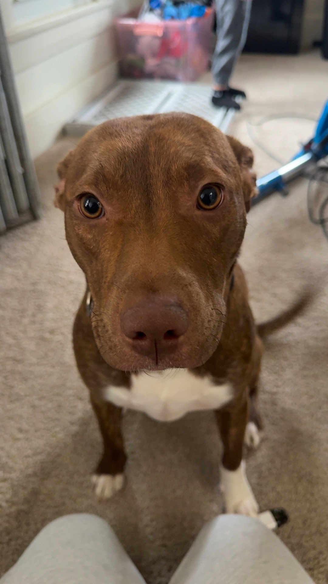 Rue joined the competition — help win amazing prizes! dog, brown_dog, pet, indoor, carpet, white_paws, close_up, looking_at_camera, animal, canine, household, floor, ears, eyes, nose, tail, furniture, person_legs, vacuum_cleaner, home