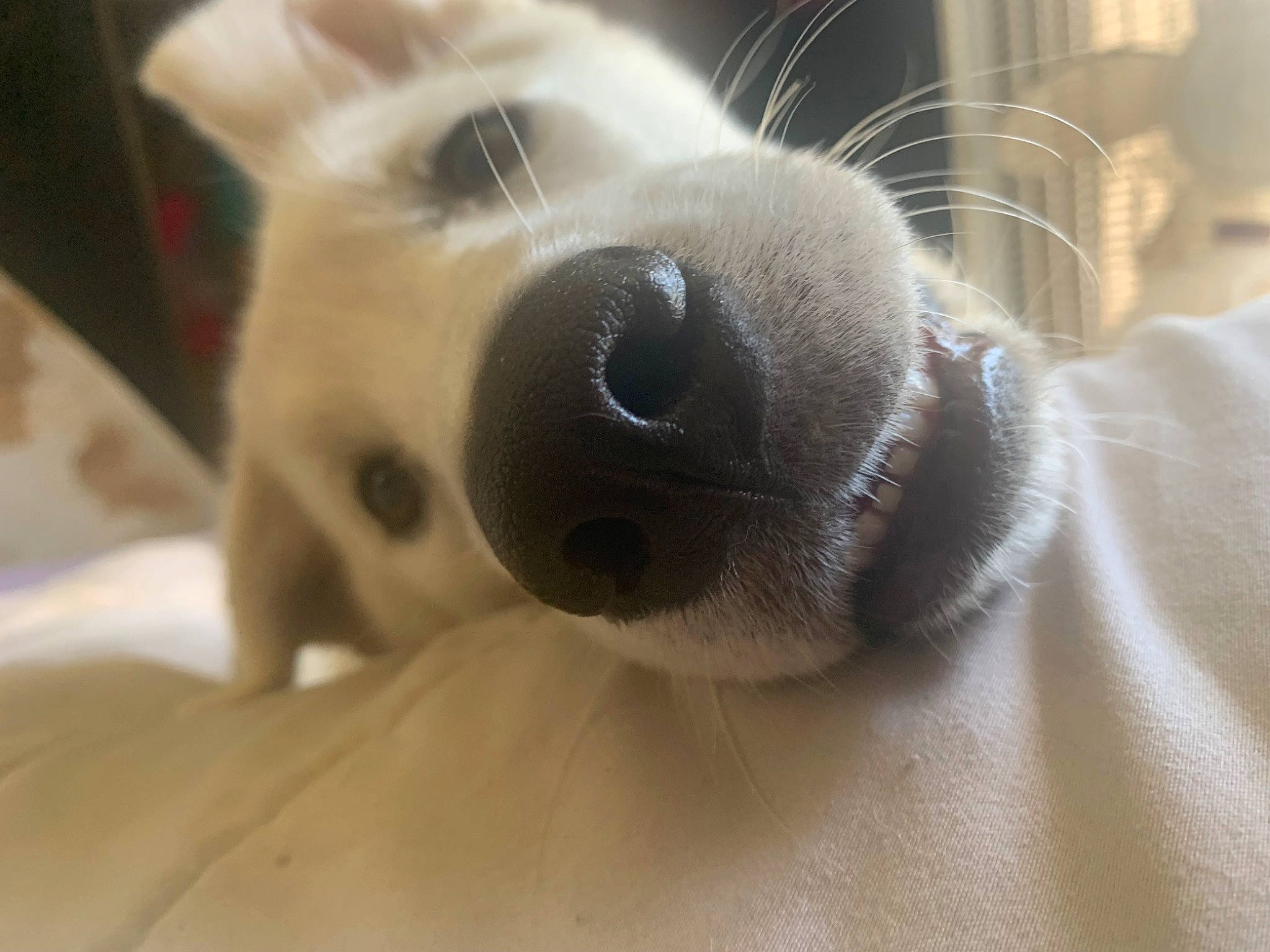 Tokyo is registered to the contest to win money with this photo: canidae, carnivore, comfort, companion_dog, couch, dog, dog_breed, ear, eye, eyelash, fawn, fur, paw, puppy, snout, sporting_group, terrestrial_animal, toy, whiskers, working_animal