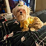 dog, fluffy, yellow_shirt, brown_pants, hair_clip, frog_clip, blanket, pattern, indoor, pet, cute, small_dog, fur, sitting, cozy, fabric, decor, animal, portrait, clothing