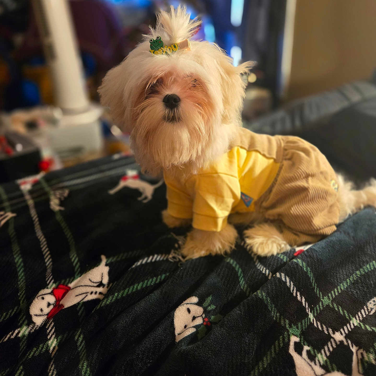 Toby is registered to the contest to win money with this photo: dog, fluffy, yellow_shirt, brown_pants, hair_clip, frog_clip, blanket, pattern, indoor, pet, cute, small_dog, fur, sitting, cozy, fabric, decor, animal, portrait, clothing