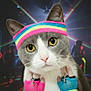 accessory, adorable, cat, close_up, costume, dance_floor, disco, feline, fingerless_gloves, gloves, grey_and_white, headband, laser_lights, neon, party, pet, portrait, rainbow_headband, whiskers, yellow_eyes