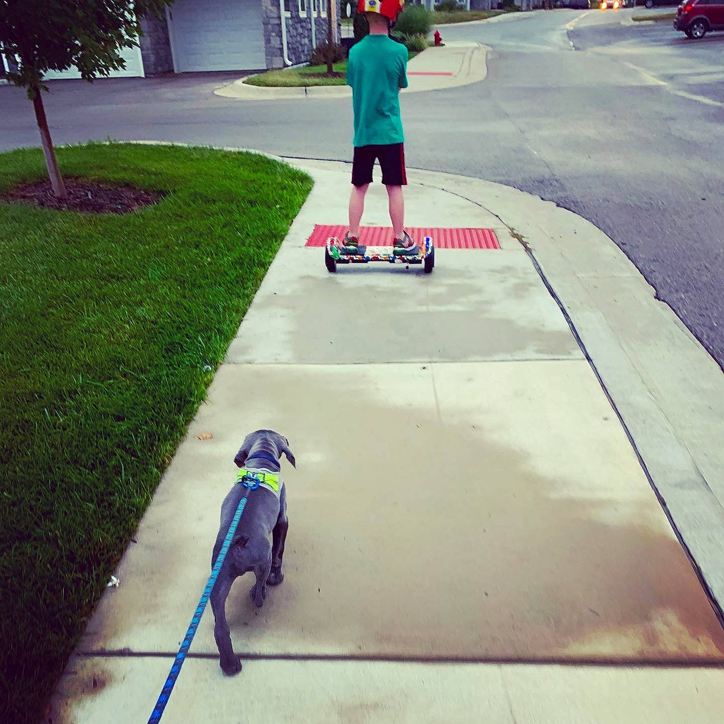 Tomlin is registered to the contest to win money with this photo: art, asphalt, blue, carnivore, concrete, flooring, footwear, grass, leisure, photograph, plant, public_space, recreation, road, road_surface, rolling, sidewalk, skateboarder, snapshot, sports_equipment