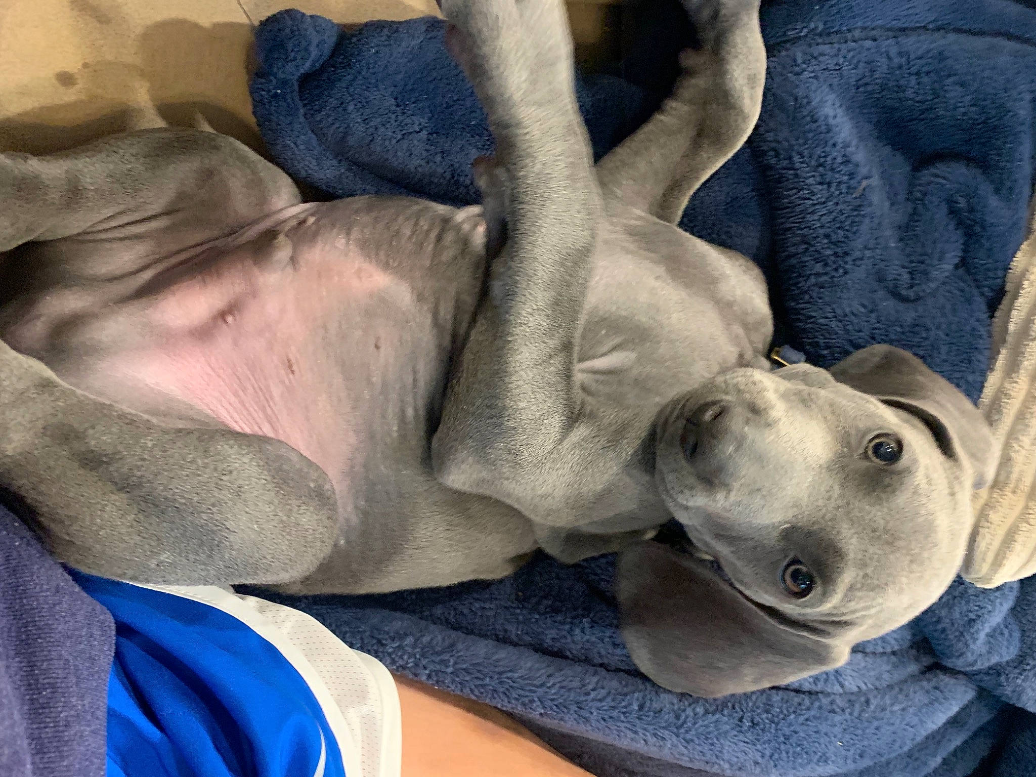 Tomlin joined the competition — help win amazing prizes! blue, carnivore, comfort, companion_dog, couch, dog, dog_breed, eye, fawn, felidae, gesture, grey, head, human_leg, leg, linens, sculpture, snout, tree, whiskers