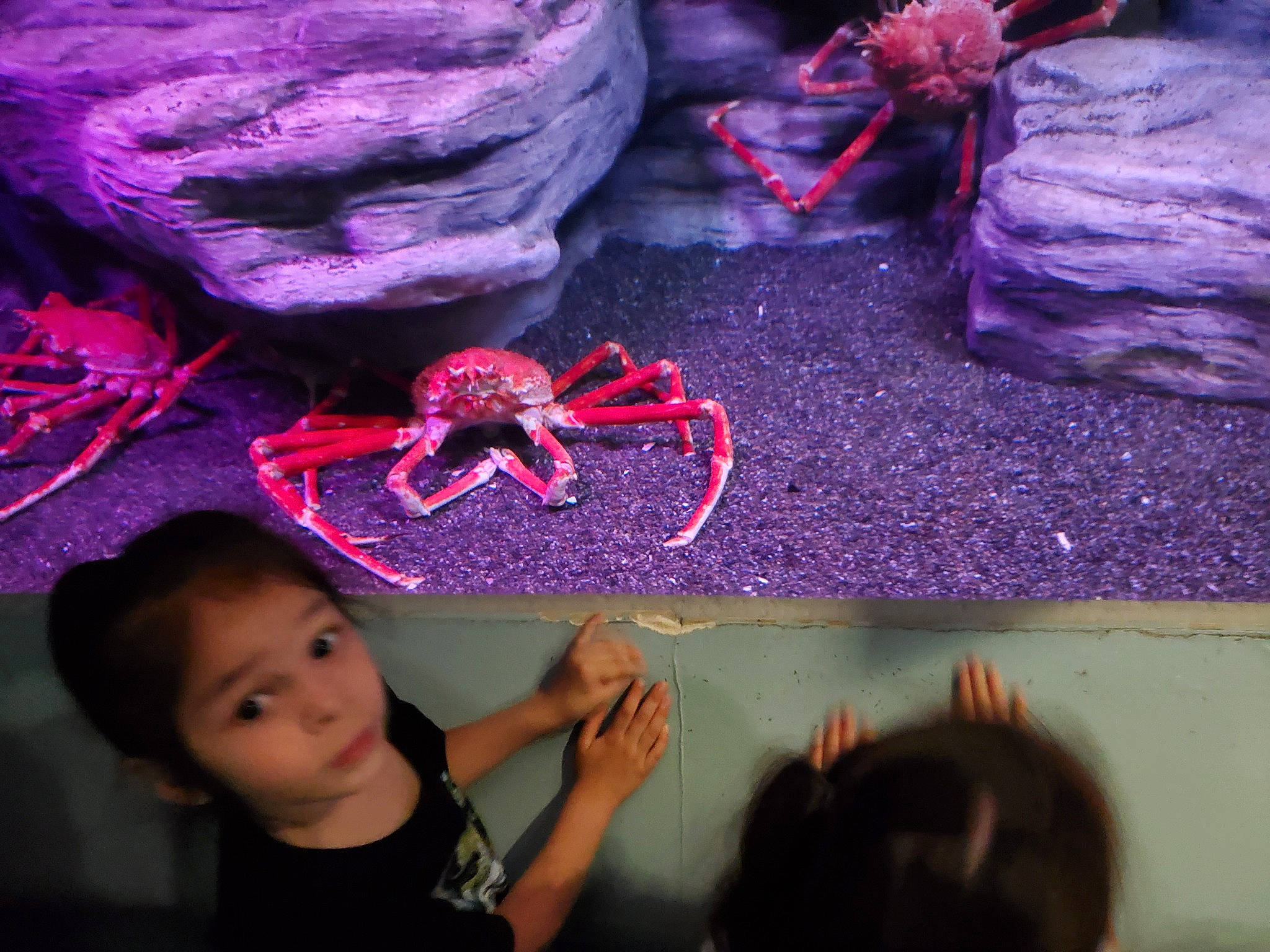 Ryuken joined the competition — help win amazing prizes! adaptation, art, arthropod, black, carmine, decapoda, design, electric_blue, event, insect, invertebrate, leaf, magenta, marine_biology, marine_invertebrates, organism, person, pink, purple, red