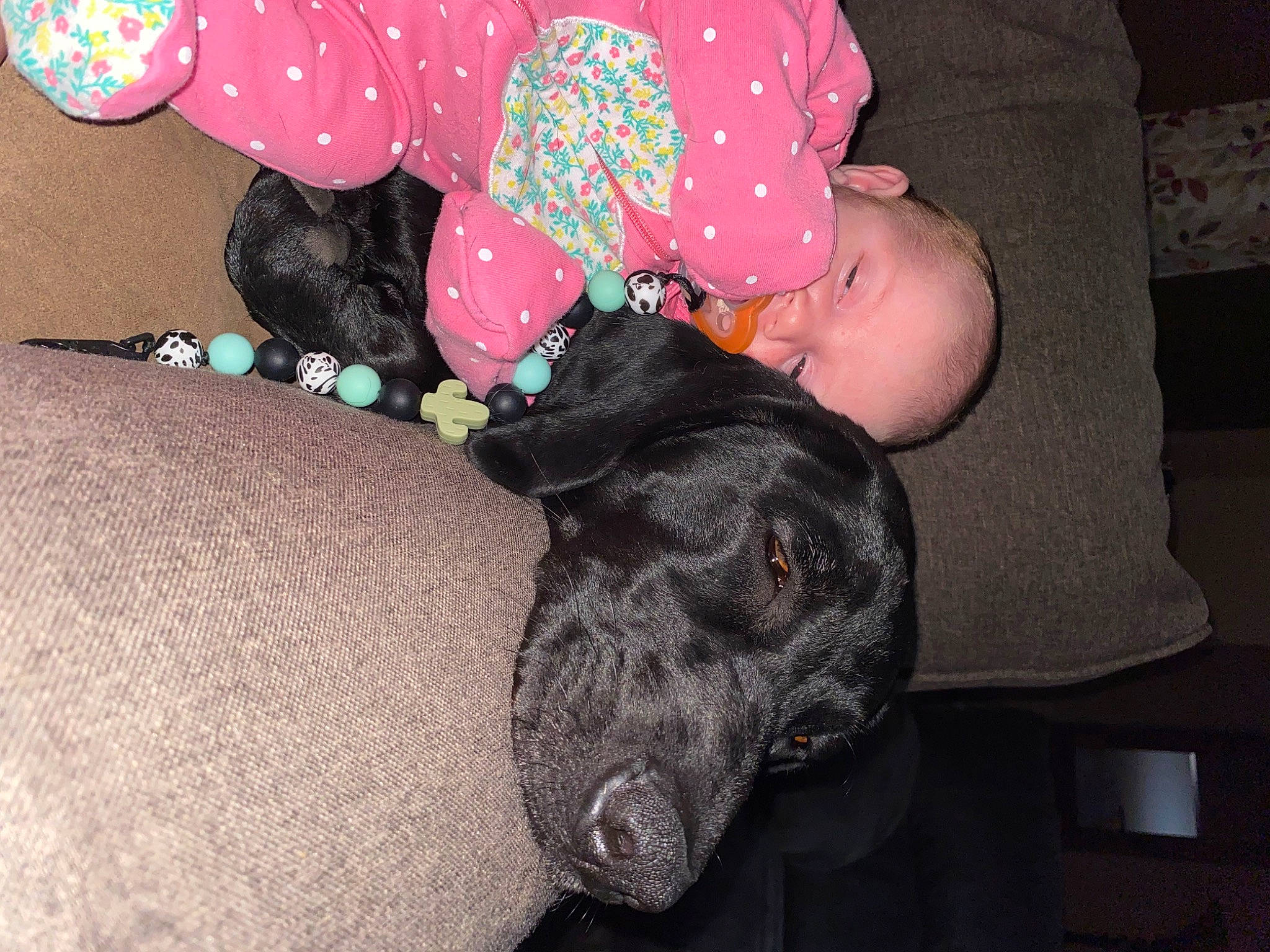 Layken is registered to the contest to win money with this photo: baby_toddler_clothing, black, canidae, carnivore, comfort, companion_dog, dog, dog_breed, dog_supply, fur, magenta, mammal, non_sporting_group, pattern, person, sleeve, sporting_group, toddler, working_animal