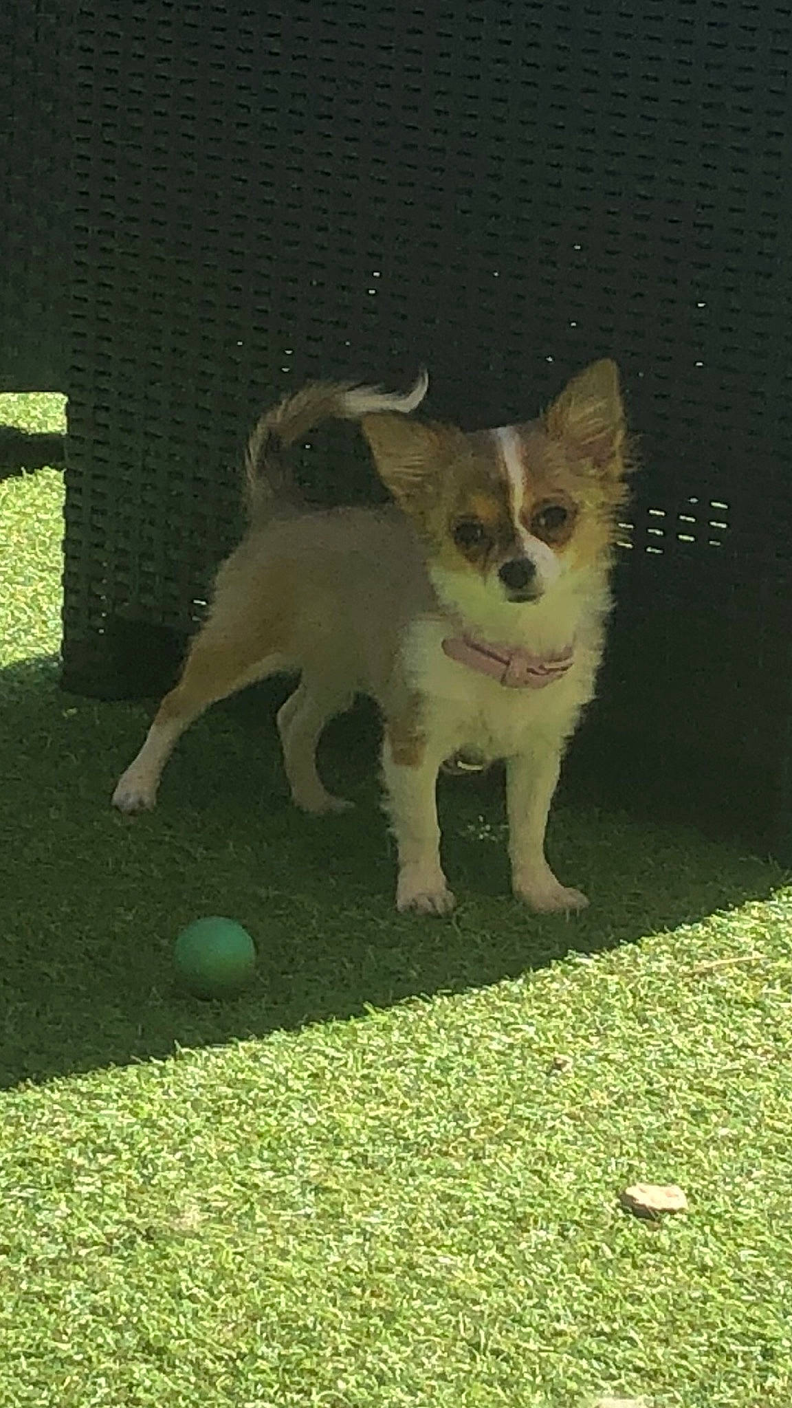 Hina a rejoint le concours — aidez-le/la à gagner de superbes lots ! ball, canidae, carnivore, companion_dog, dog, dog_breed, fawn, felidae, grass, paw, snout, sporting_group, tail, terrestrial_animal, whiskers