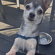 Pakita participe au concours pour gagner de l'argent avec cette photo : dog, small_dog, pet, outdoor, patio, furniture, water_bowl, ears, paws, looking_up, curious, sunlight, shadows, leash, canine, close_up, animal, friendly, companion, cute