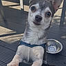 dog, small_dog, pet, outdoor, patio, furniture, water_bowl, ears, paws, looking_up, curious, sunlight, shadows, leash, canine, close_up, animal, friendly, companion, cute