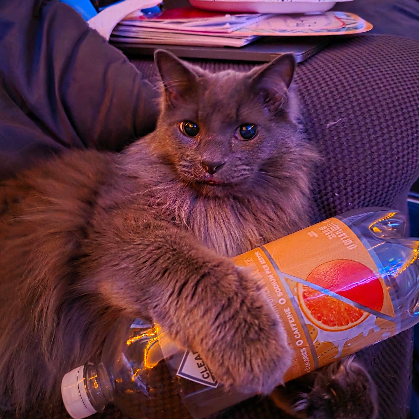 Binny is registered to the contest to win money with this photo: cat, gray_cat, fluffy, bottle, plastic_bottle, couch, indoor, pet, feline, relaxed, paw, claw, toy, household_items, home, cozy, texture, orange_label, fur, comfort