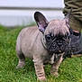 puppy, dog, french_bulldog, grass, outdoor, pet, animal, cute, ears, wrinkles, collar, standing, young, mammal, canine, small, companion, fur, leg, shoe