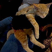 Orange is registered to the contest to win money with this photo: cat, orange_tabby, sleeping, lap, jeans, person, indoor, furniture, relaxation, pet, animal, cozy, resting, paw, whiskers, soft, casual, comfort, domestic, leopard_print