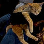 cat, orange_tabby, sleeping, lap, jeans, person, indoor, furniture, relaxation, pet, animal, cozy, resting, paw, whiskers, soft, casual, comfort, domestic, leopard_print