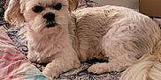 Scarlett is registered to the contest to win money with this photo: dog, white_dog, bed, blanket, indoor, pet, fur, cute, resting, animal, cozy, patterned_bedding, small_dog, comfort, sleepy, domestic, furniture, tail, ears, lying_down