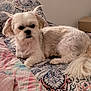 dog, white_dog, bed, blanket, indoor, pet, fur, cute, resting, animal, cozy, patterned_bedding, small_dog, comfort, sleepy, domestic, furniture, tail, ears, lying_down