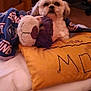 Scarlett is registered to the contest to win money with this photo: dog, plush_toy, blanket, pillow, bed, indoor, cozy, fur, pet, resting, comfort, warm_lighting, fabric, soft_toy, cushion, living_room, sleepy, cute, animal, domestic
