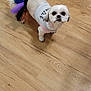 Scarlett is registered to the contest to win money with this photo: dog, small_dog, tutu, rainbow, costume, clothing, wooden_floor, indoor, pet, cute, looking_up, white_dog, floor, keys, wall, home, curious, animal, domestic_animal, standing