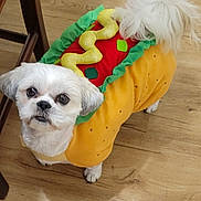 Scarlett joined the competition — help win amazing prizes! dog, costume, hot_dog, pet, small_dog, white_dog, floor, wooden_floor, cute, looking_up, indoor, animal, playful, funny, dress_up, adorable, fur, tail, ears, companion