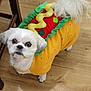 dog, costume, hot_dog, pet, small_dog, white_dog, floor, wooden_floor, cute, looking_up, indoor, animal, playful, funny, dress_up, adorable, fur, tail, ears, companion