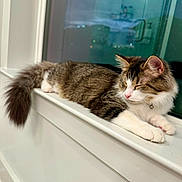 Sushi joined the competition — help win amazing prizes! cat, tabby, white_paws, fluffy_tail, windowsill, indoor, pet, sleeping, relaxed, fur, animal, domestic, mammal, whiskers, pink_nose, quiet, resting, home, window, calm