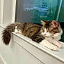 cat, tabby, white_paws, fluffy_tail, windowsill, indoor, pet, sleeping, relaxed, fur, animal, domestic, mammal, whiskers, pink_nose, quiet, resting, home, window, calm