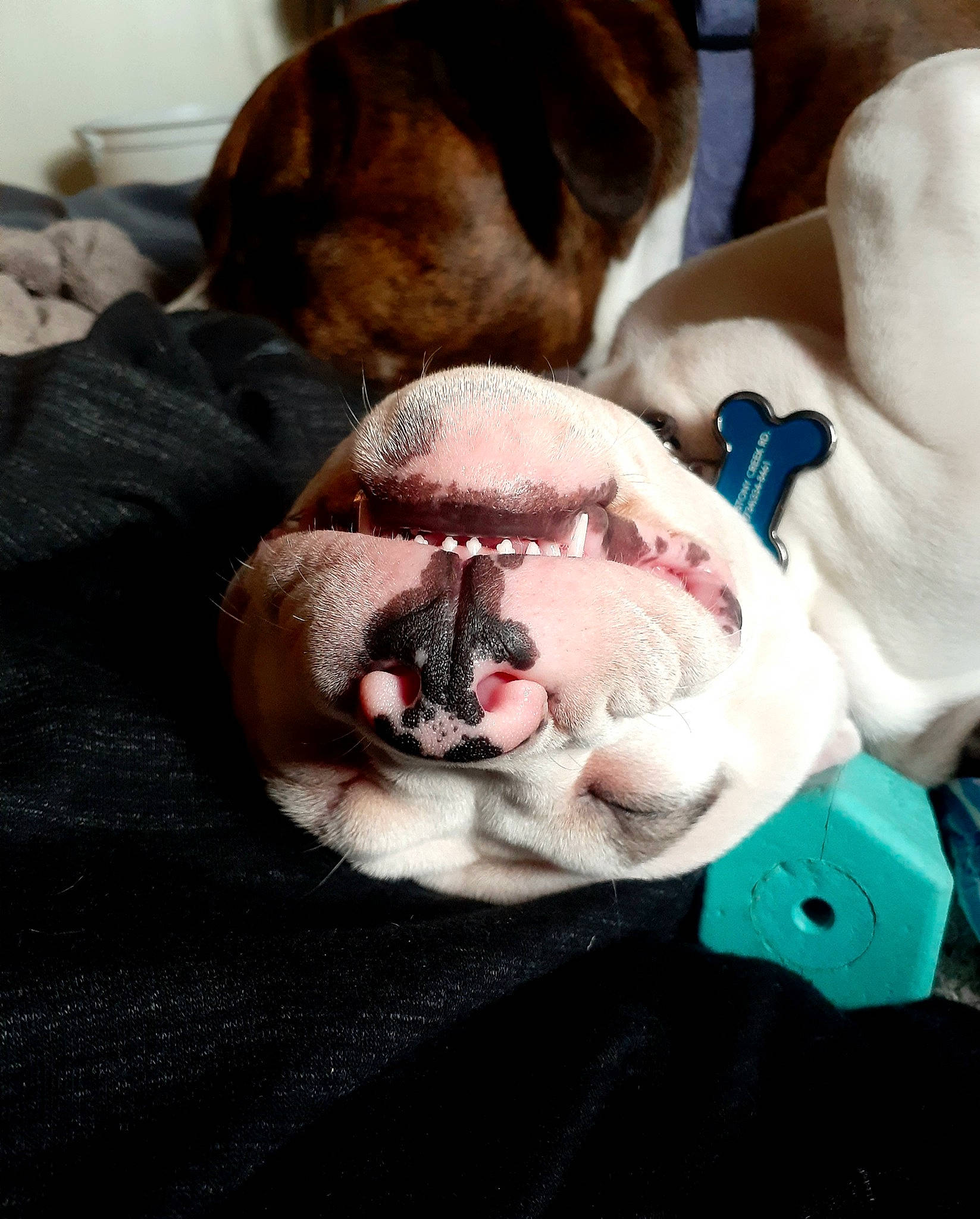 Ares joined the competition — help win amazing prizes! carnivore, collar, comfort, companion_dog, couch, dog, dog_breed, ear, eyewear, fawn, fur, glasses, linens, nap, paw, puppy_love, snout, toy_dog, whiskers, working_animal