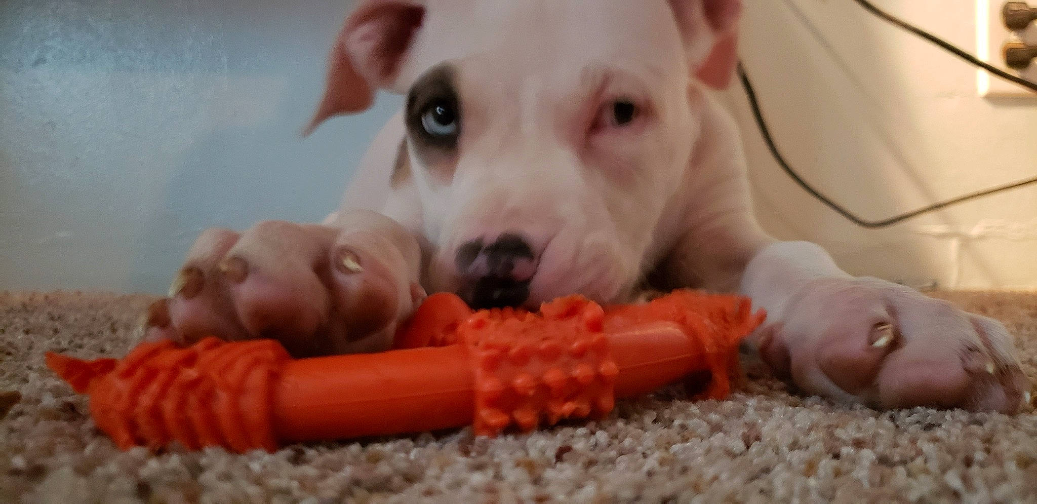 Ares joined the competition — help win amazing prizes! baby_carrot, bowl, carnivore, child, companion_dog, dog, dog_breed, dog_supply, dog_toy, fawn, nose, paw, pet_supply, snout, sporting_group, street_dog, terrestrial_animal, toy_dog, whiskers, working_animal